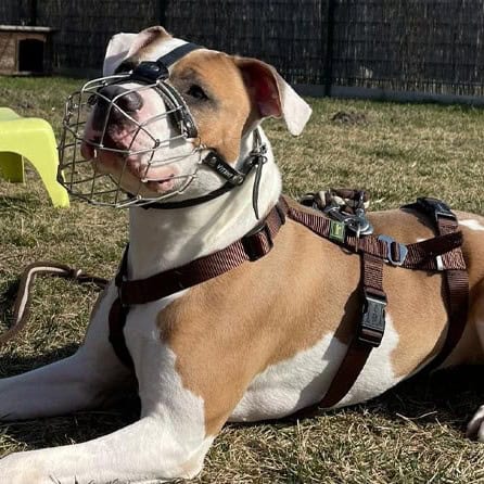 Virtuelle Adoption Struppi mobil