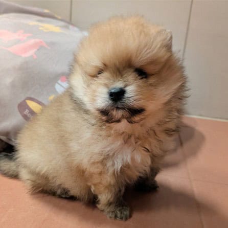 Spendenprojekt 0126 Welpe Emil mobil