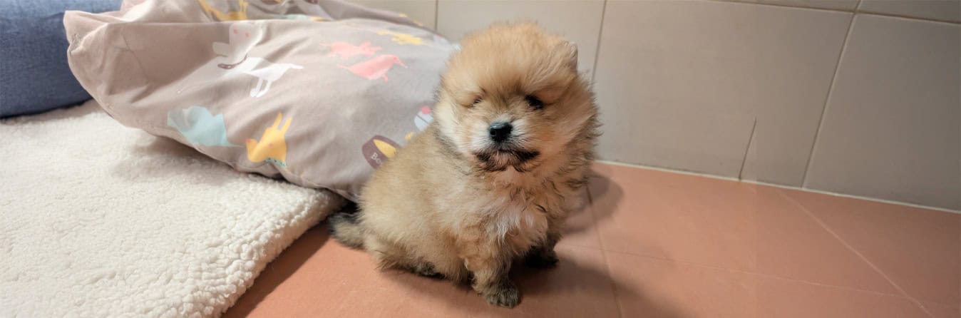 Spendenprojekt 0126 Welpe Emil