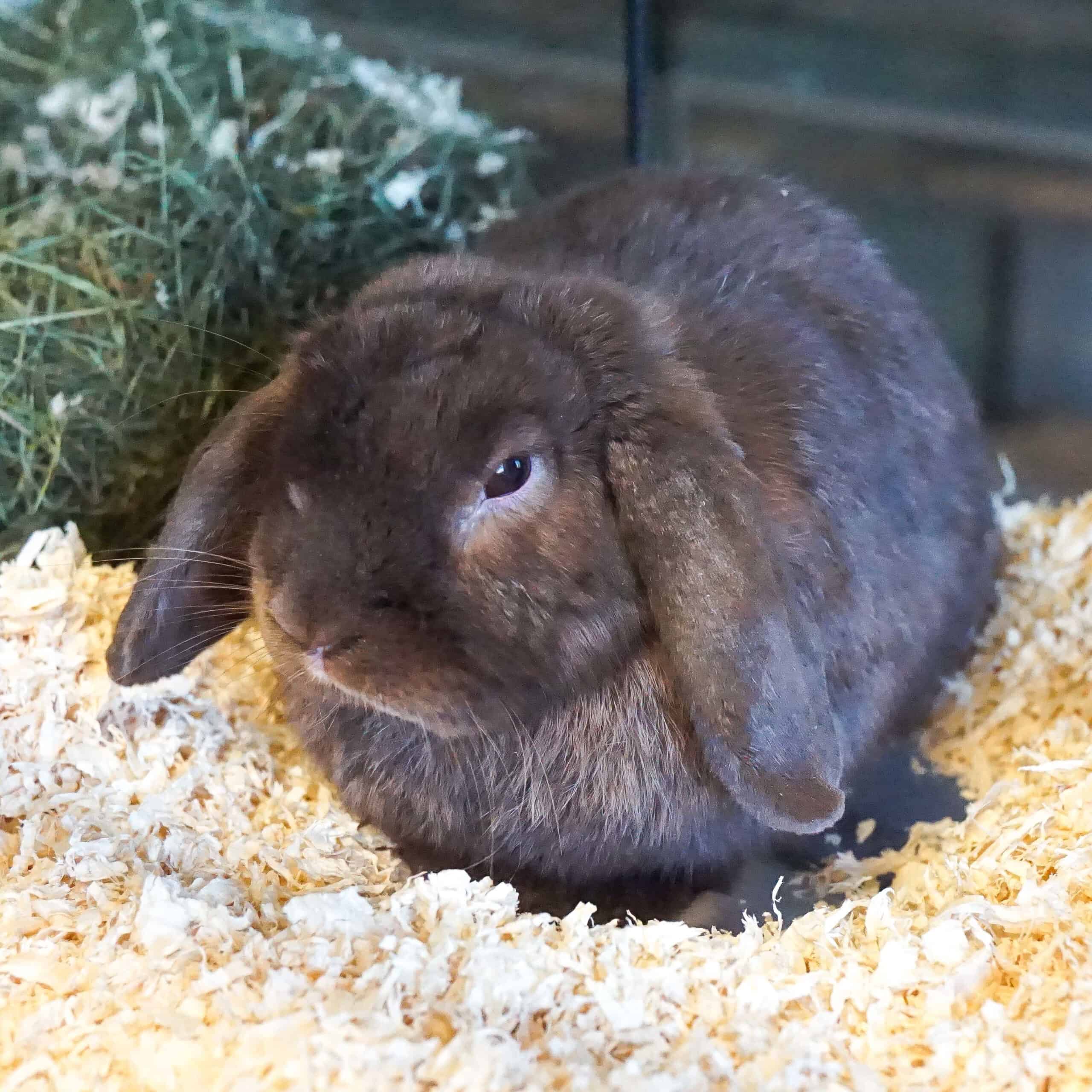 TQ_DB_81368 Ein Kaninchen sitzt auf Heu.