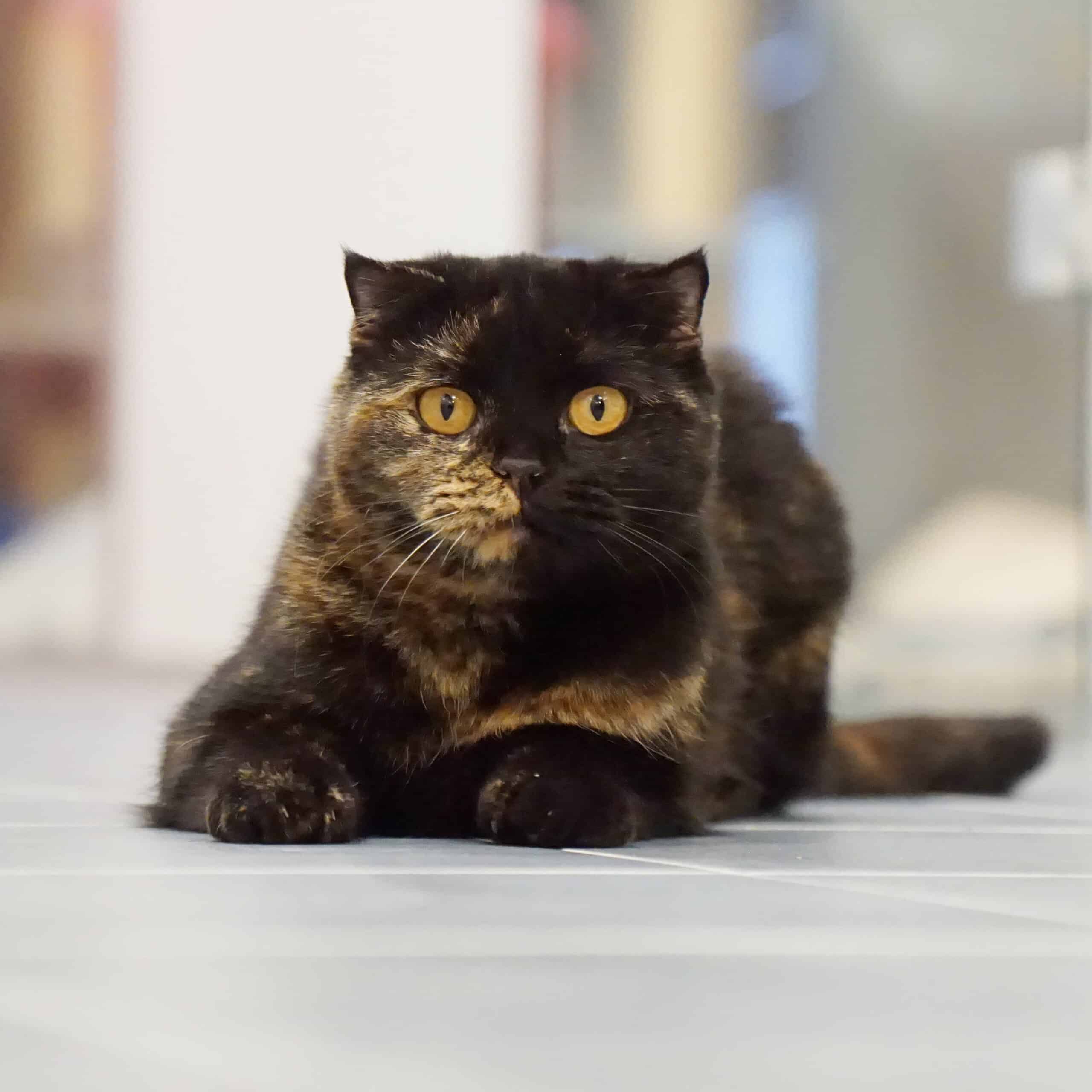 TQ_DB_81472 Eine Katze schaut in die Kamera