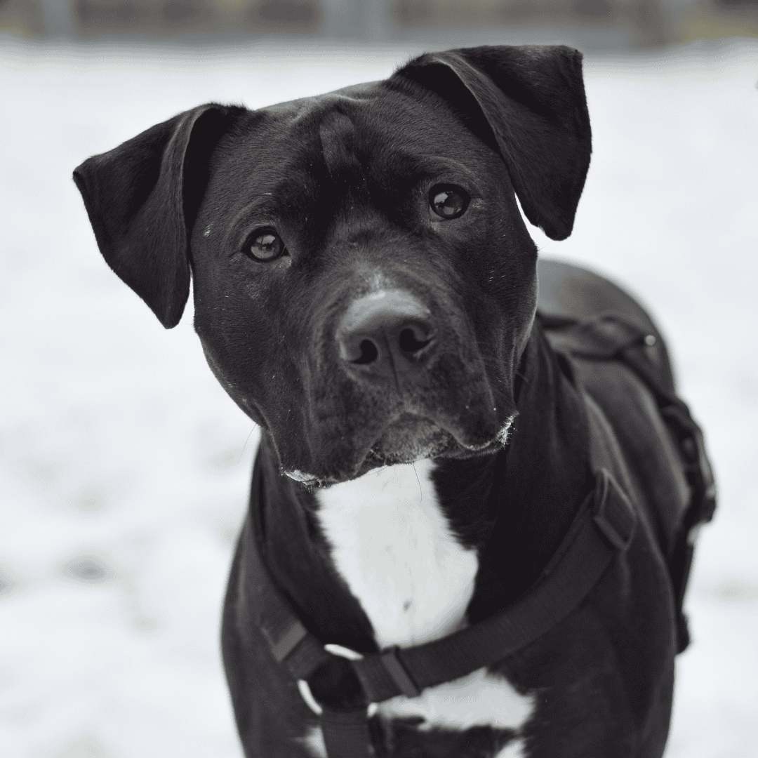 kachel_hunde Ein Hund sitzt auf der Wiese.