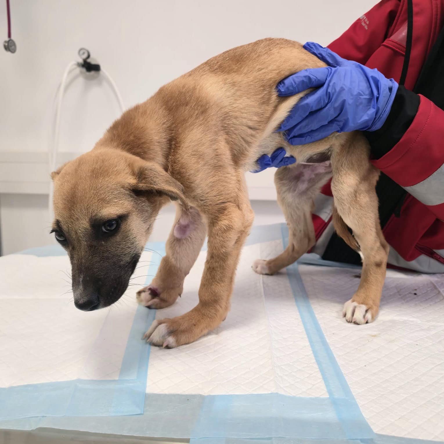 Spendenprojekt Notfall Mila