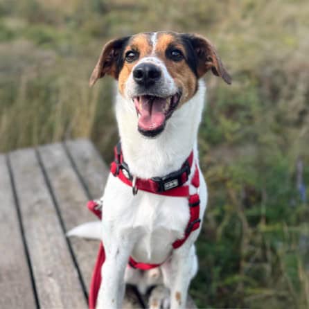 Virtuelle Adoption Marty mobil