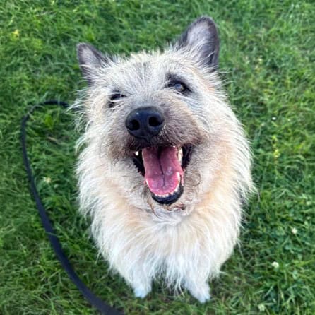 Virtuelle Adoption Struppi mobil