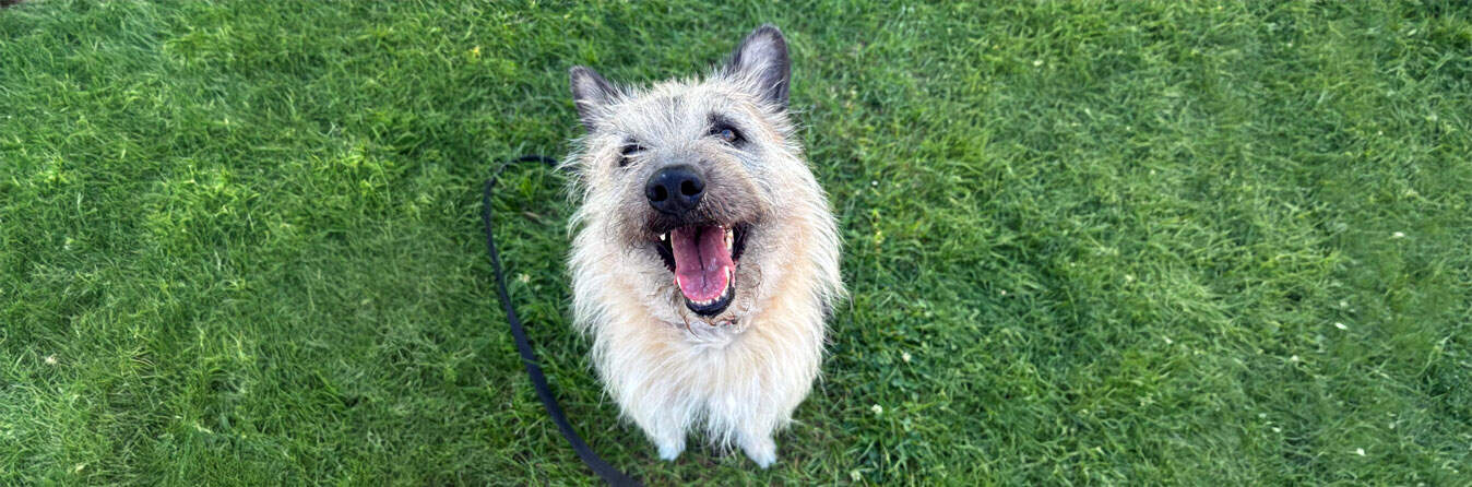 Virtuelle Adoption Struppi