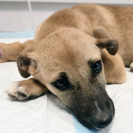 Spendenseite Header Notfall Mila mobil