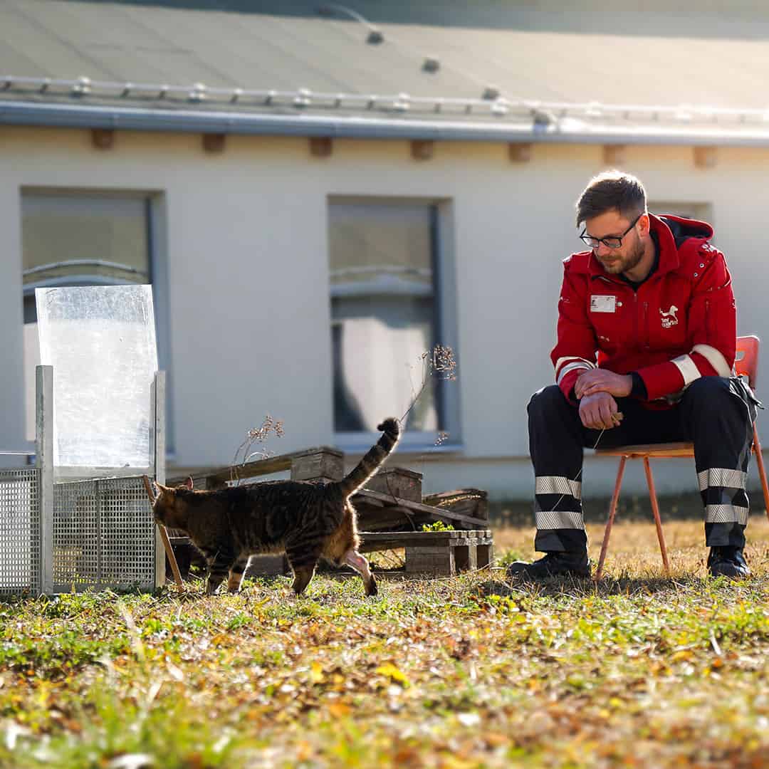 Streunerkatzen-Projekt mobil