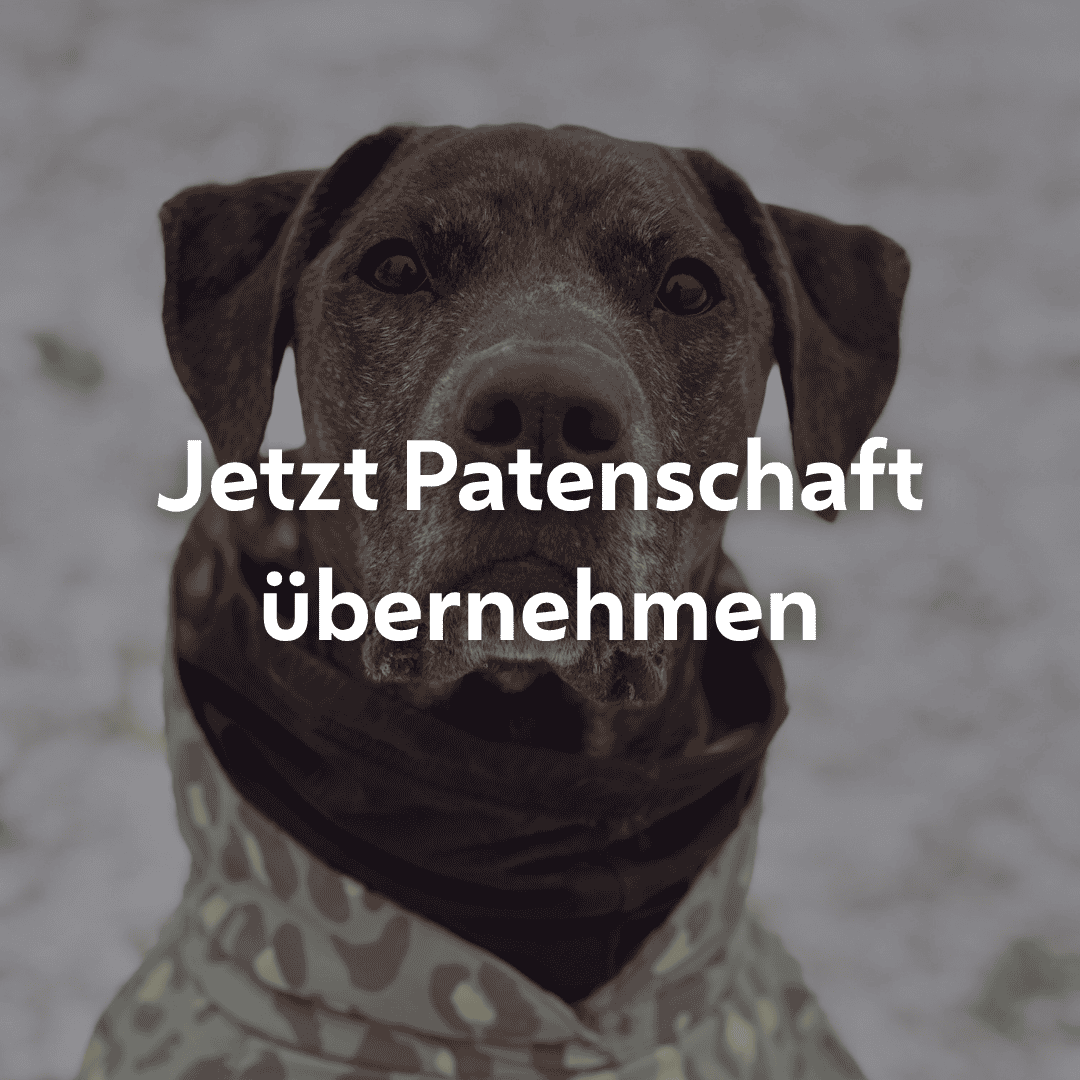 Einzelpatenschaft Herkules mobil