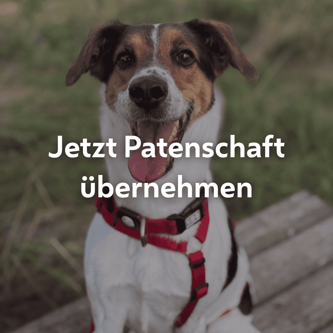 Einzelpatenschaft Marty mobil