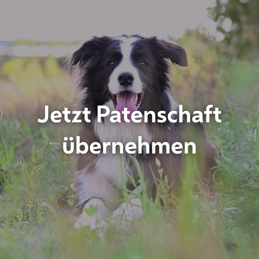 Einzelpatenschaft Patrick mobil