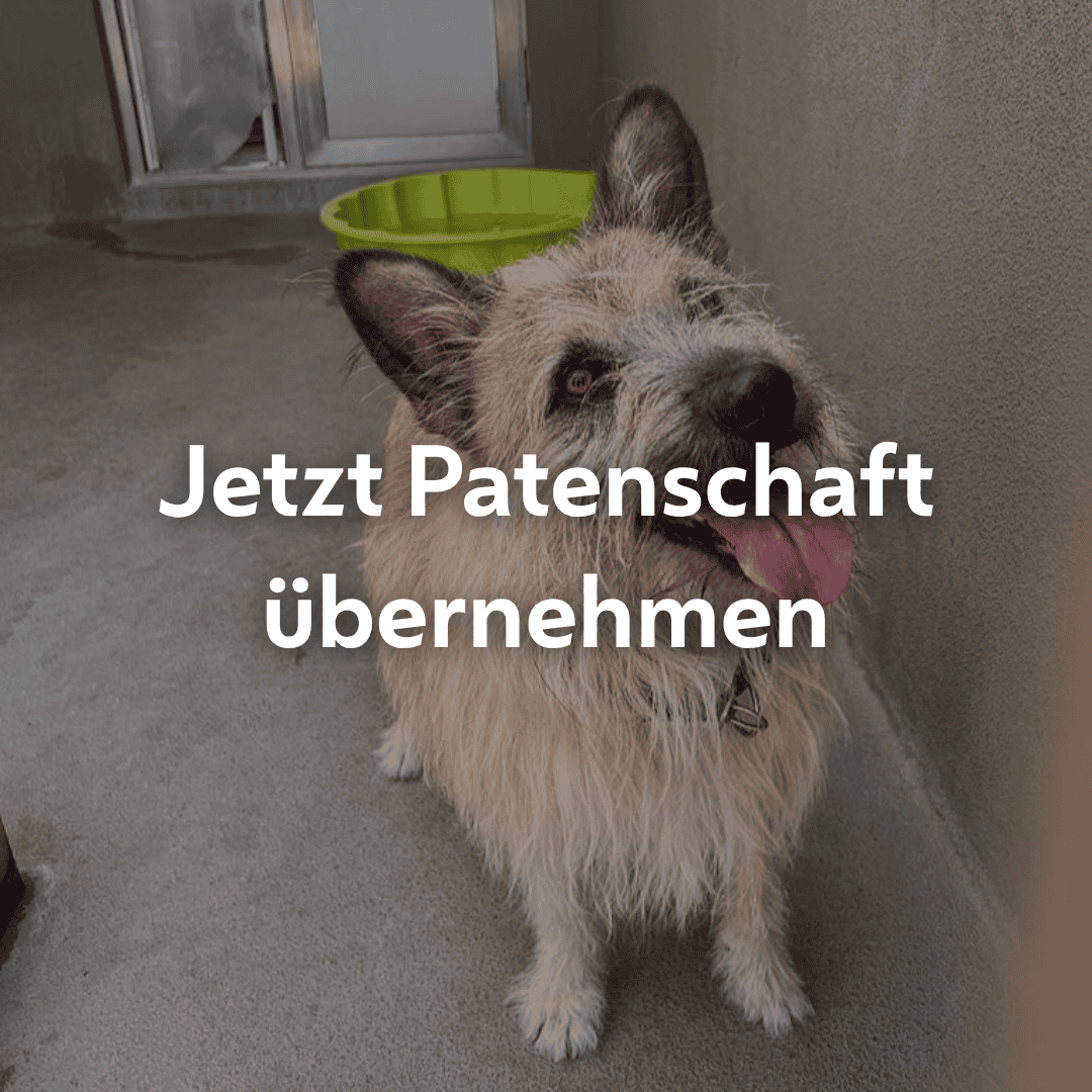 Einzelpatenschaft Struppi mobil