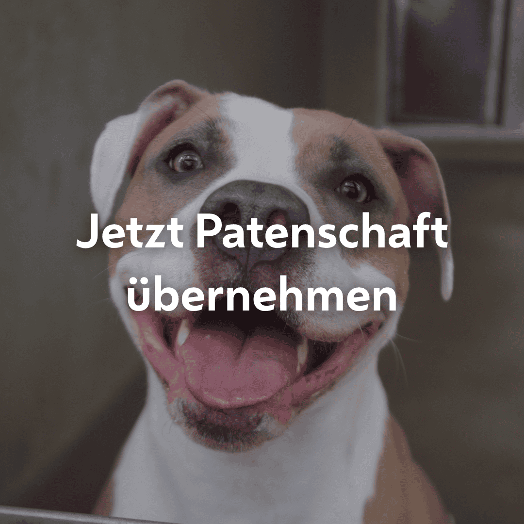 Einzelpatenschaft Vitany mobil