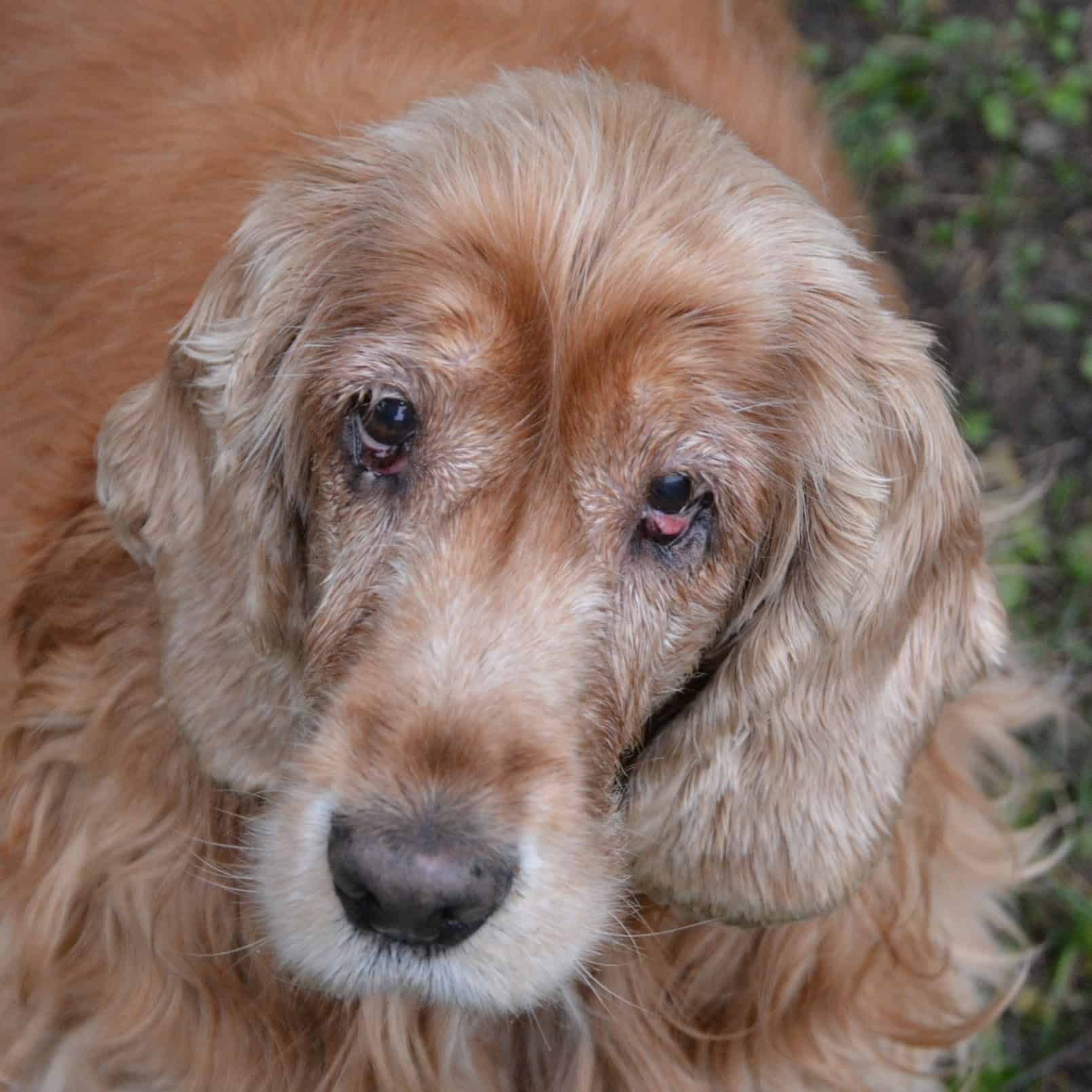 Ein Hund sitzt auf der Wiese.