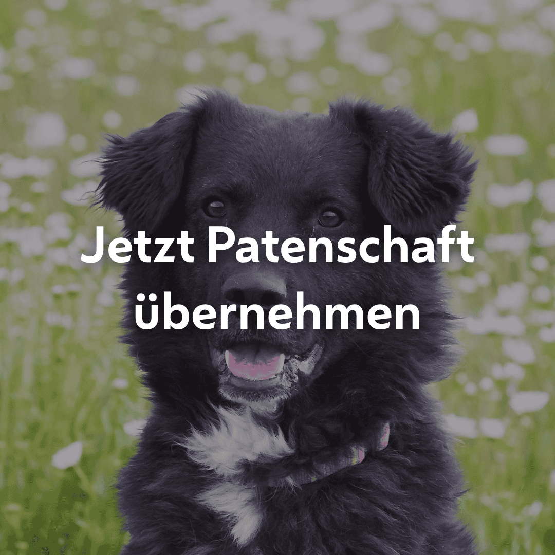 Einzelpatenschaft Fidelio mobil