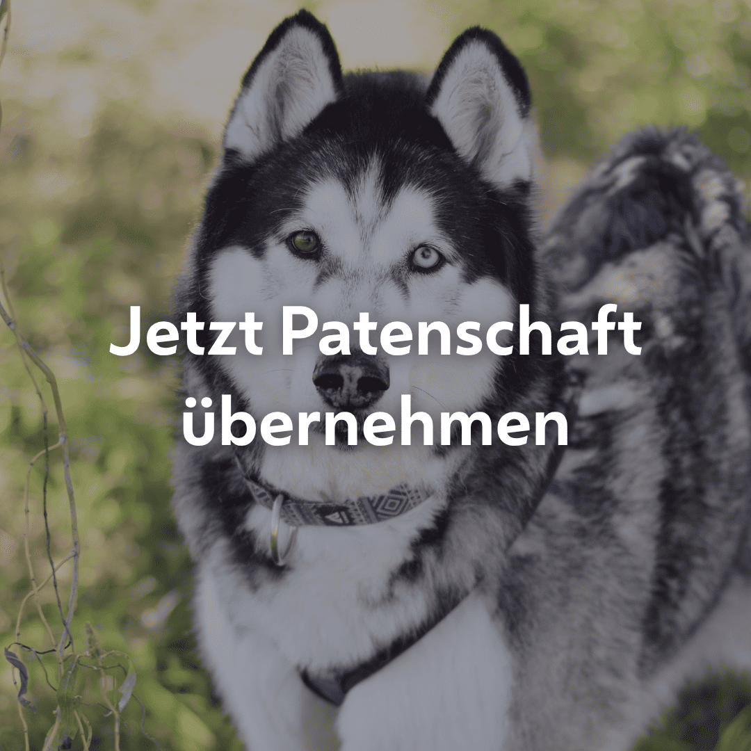 Einzelpatenschaft Sitka mobil