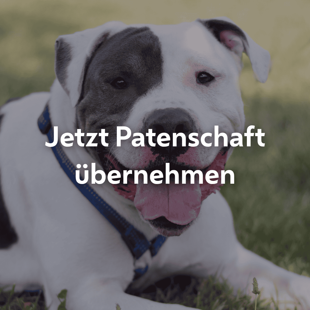 Einzelpatenschaft Germknödel mobil