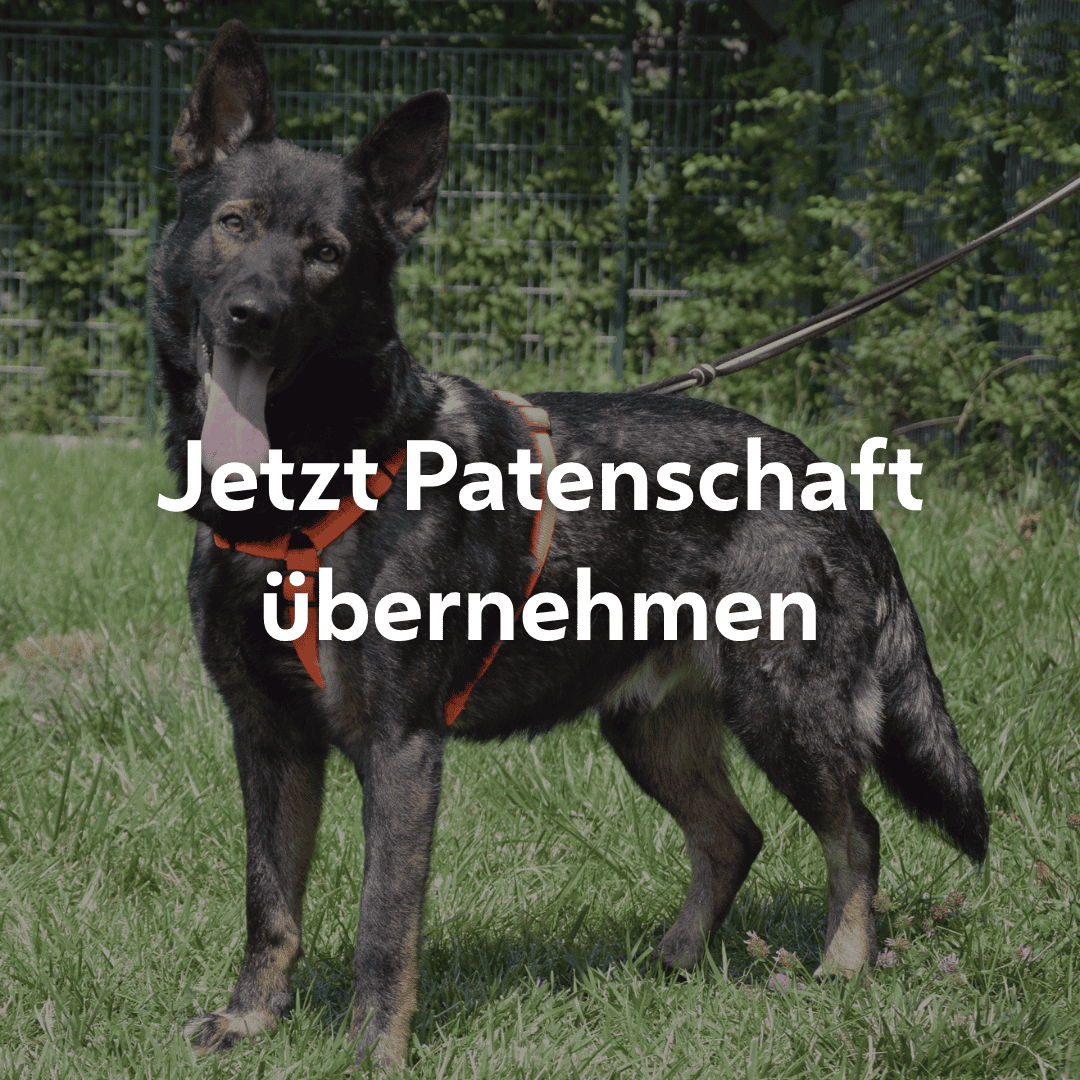 Einzelpatenschaft Kosmo mobil