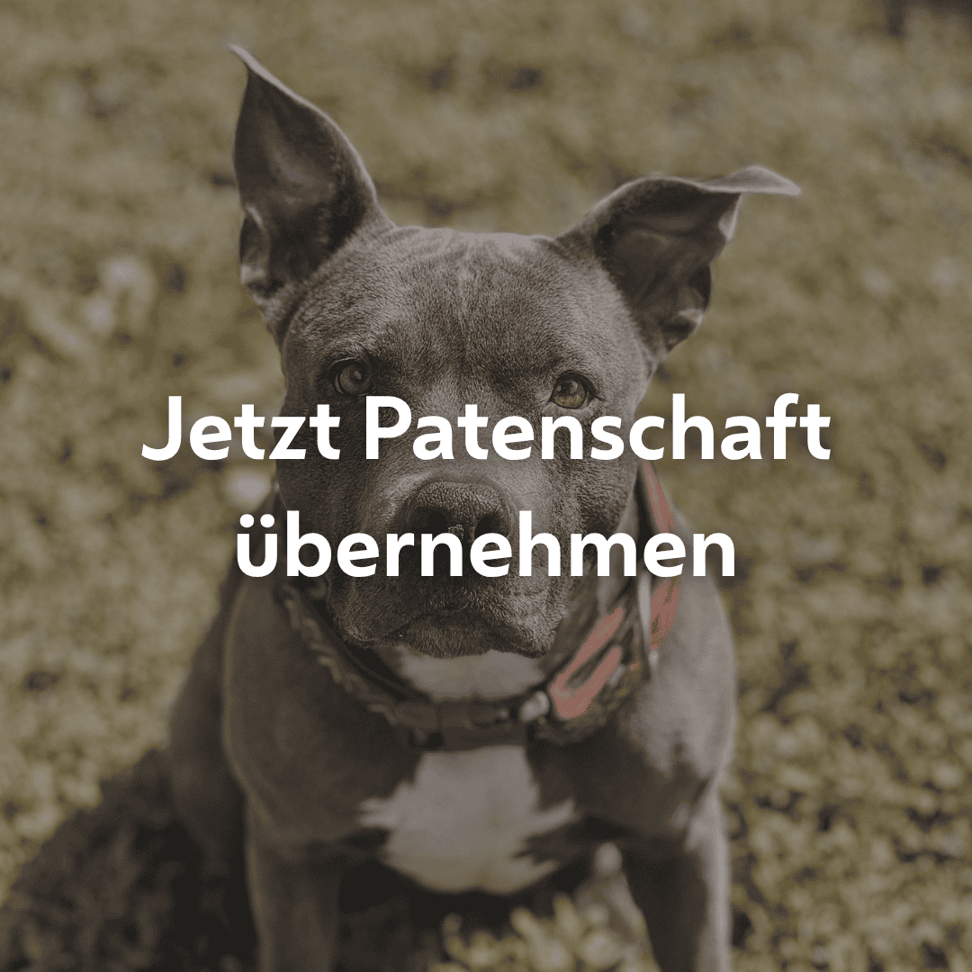 Einzelpatenschaft Laila mobil