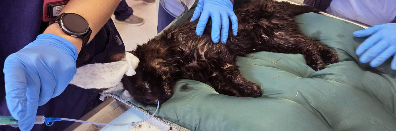 Spendenprojekt ON0626  Lenny Header 