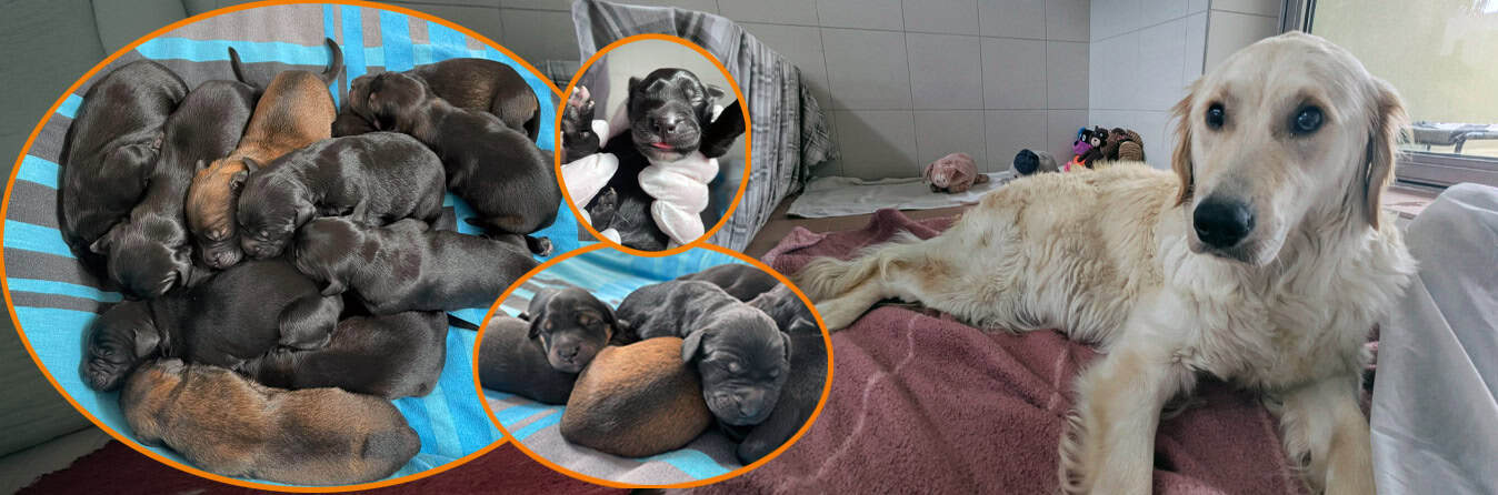 Spendenseite Belly und ihre 11 Welpen Header