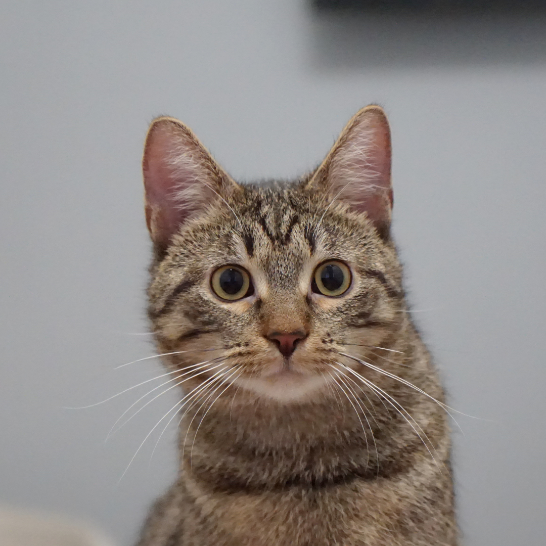 Abschluss Spendenprojekt (1) Eine Katze schaut in die Kamera