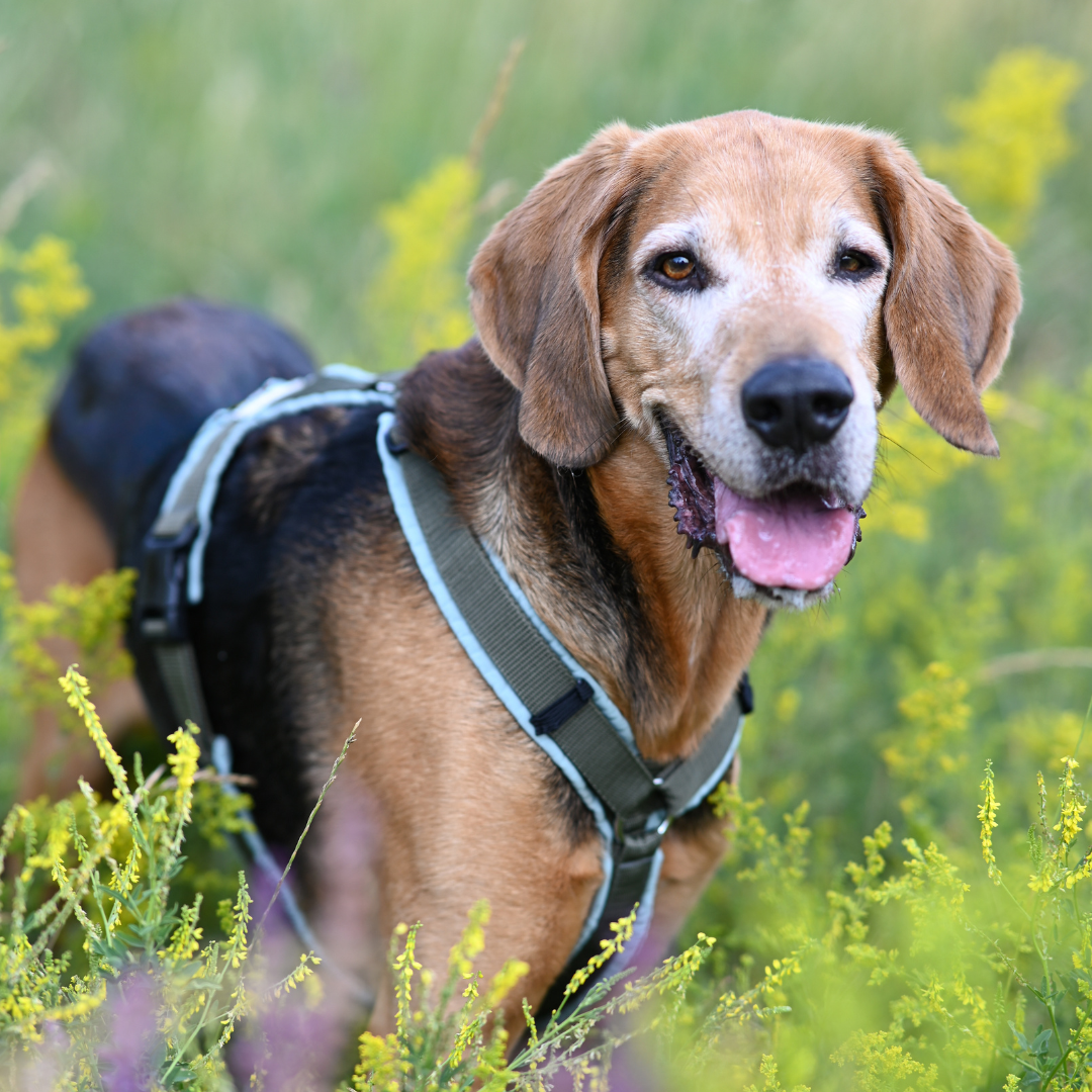 Abschluss Spendenprojekt Ein Hund sitzt auf der Wiese.