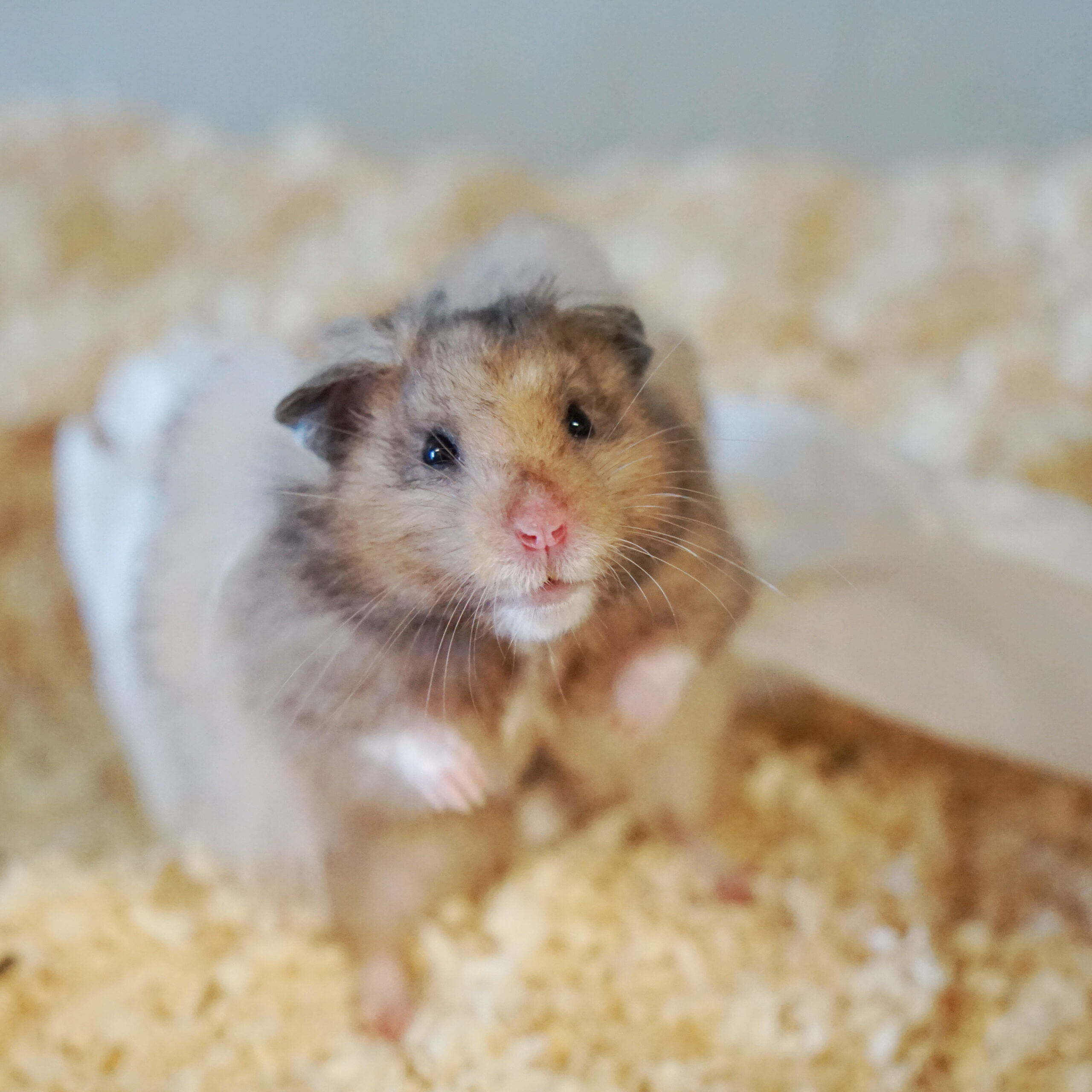 Alfi Ein Kaninchen sitzt auf Heu.