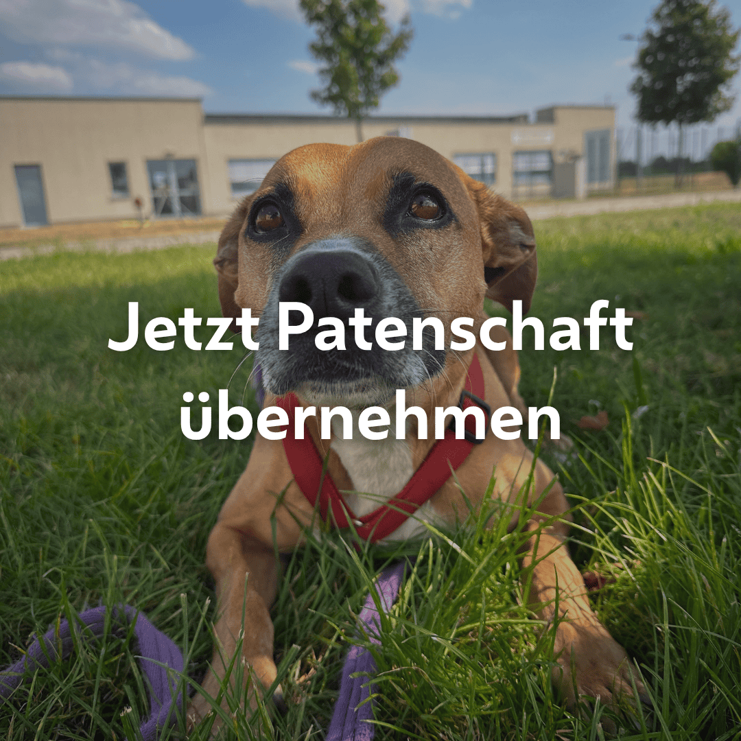 Einzelpatenschaft Spike mobil