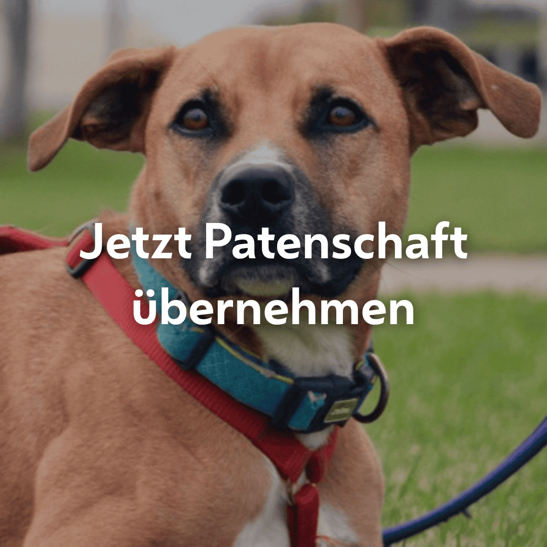 Einzelpatenschaft Spike mobil