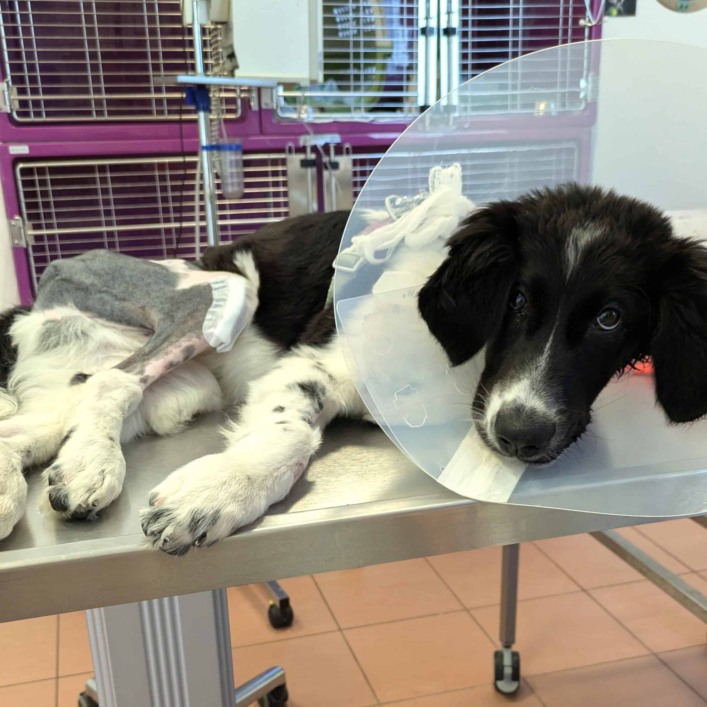 Spendenseite Header Hundepatenschaft mobil