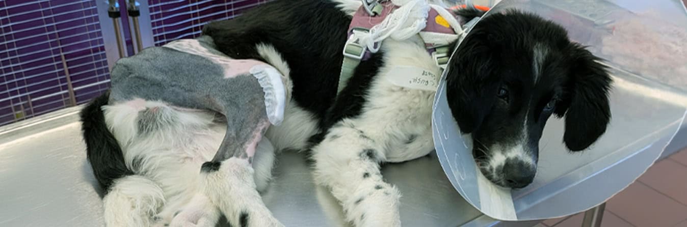 Spendenseite Header Hundepatenschaft
