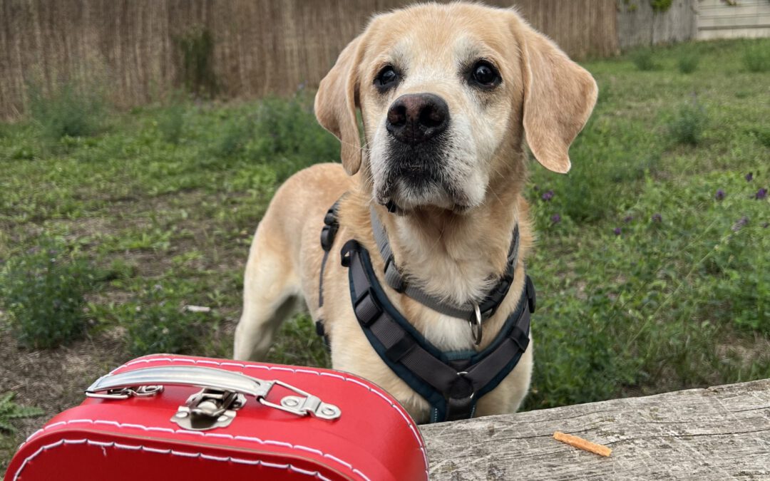 Tapetenwechsel für Tierheimhunde: Pflegestellen gesucht