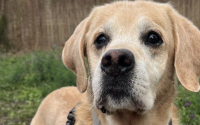 Tapetenwechsel für Tierheimhunde: Pflegestellen gesucht