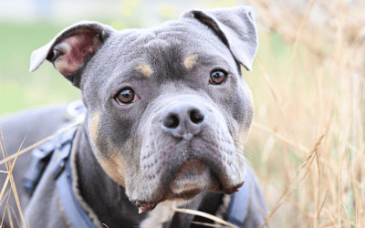 Drei Jahre keine Hundeabgabe bei Adoption eines TierQuarTier-Hundes