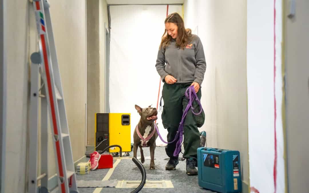 Aktion „Tapetenwechsel“: Über 25 Hunde haben ein Zuhause gefunden