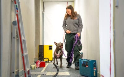 Aktion „Tapetenwechsel“: Über 25 Hunde haben ein Zuhause gefunden